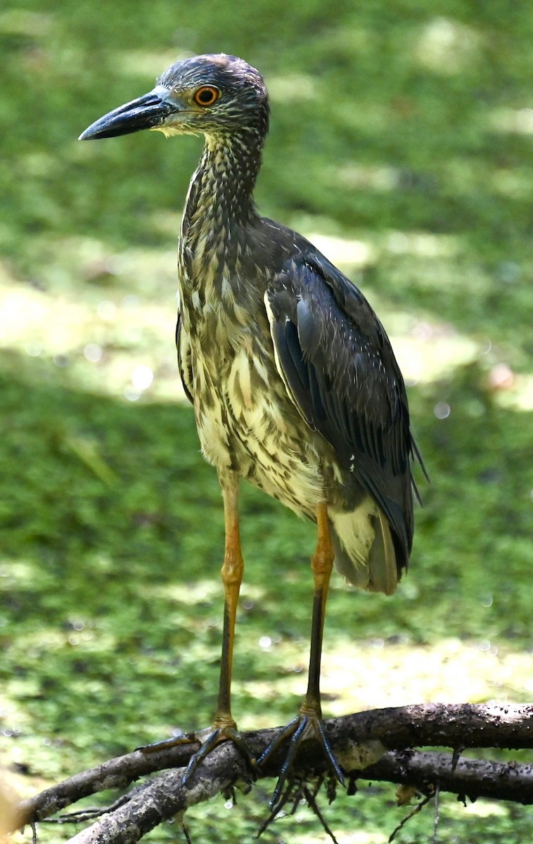 Yellow-crowned Night Heron - ML619277808