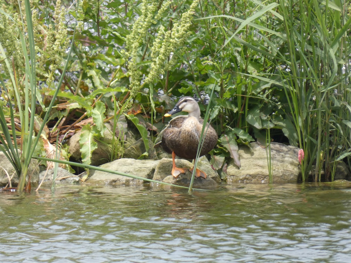 Eastern Spot-billed Duck - ryu en