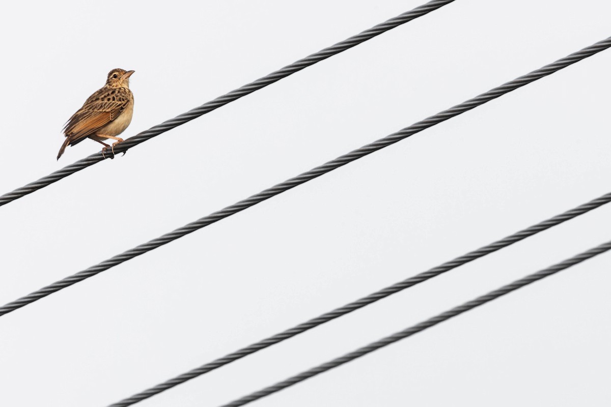 Jerdon's Bushlark - Zebedee Muller