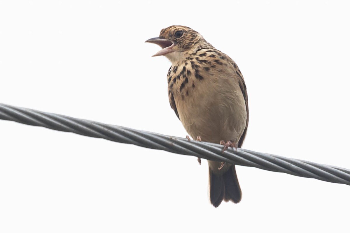 Jerdon's Bushlark - Zebedee Muller