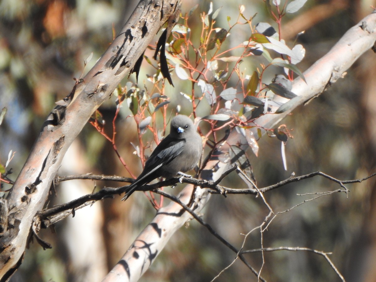 Dusky Woodswallow - Finn Craig-Harding