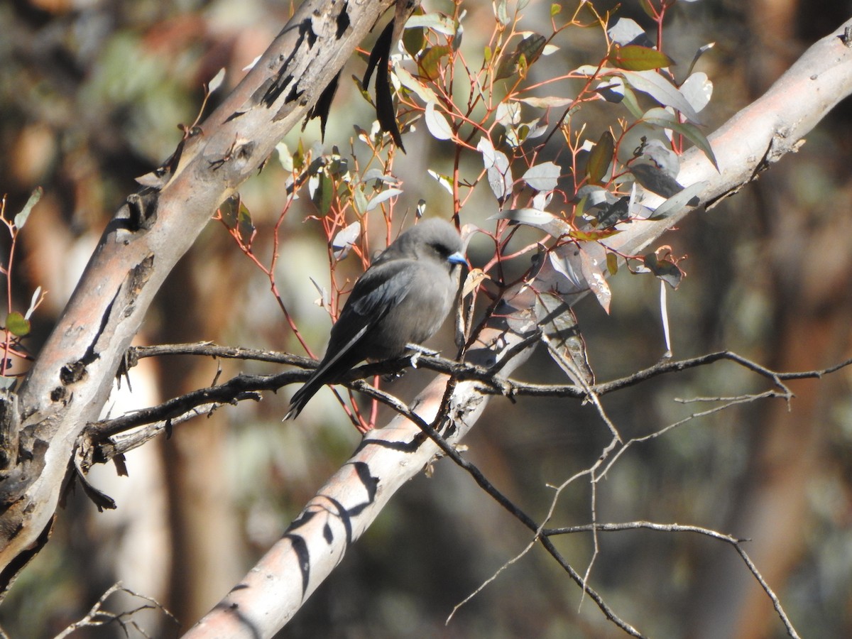 Dusky Woodswallow - Finn Craig-Harding