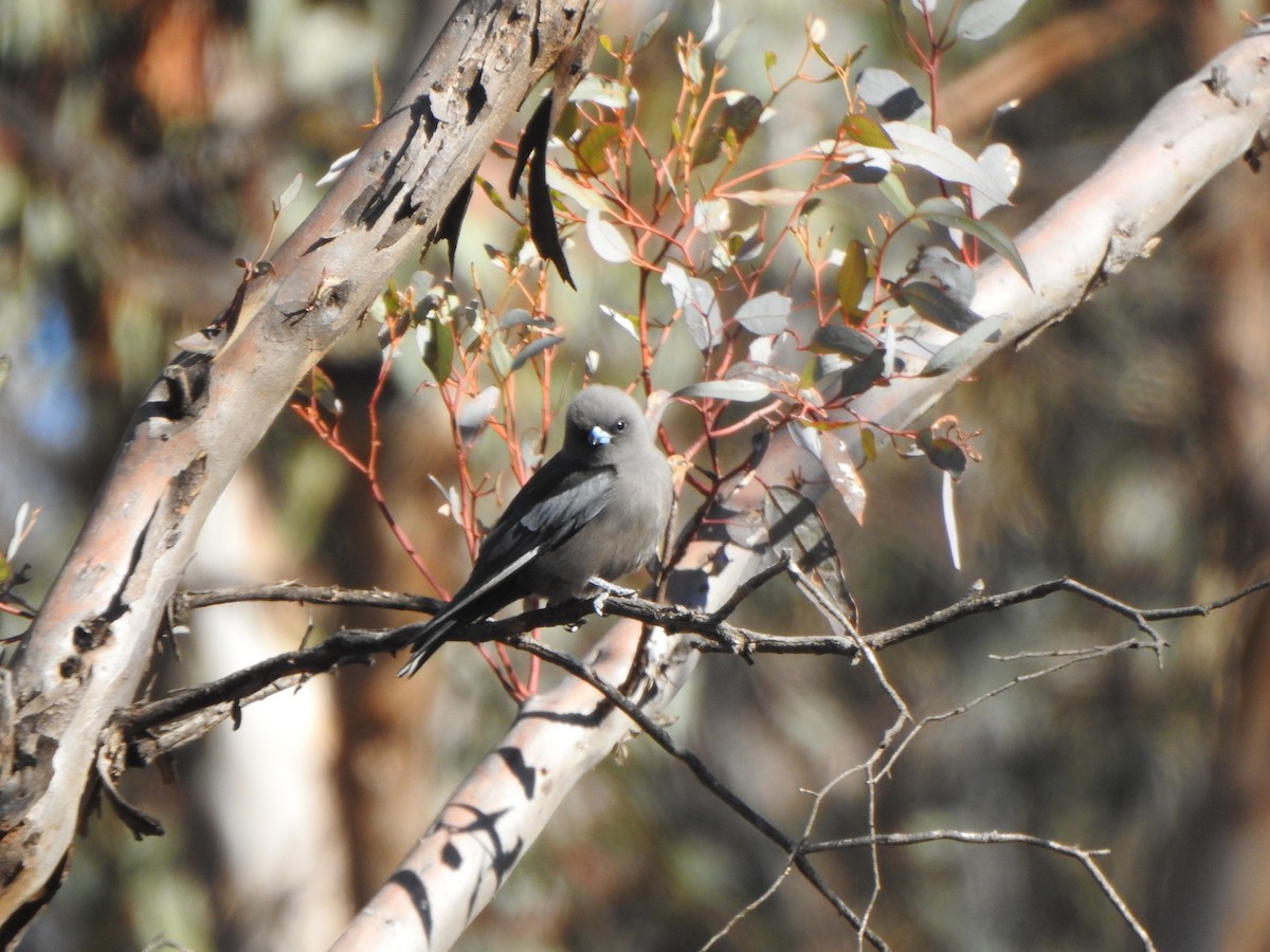 Dusky Woodswallow - Finn Craig-Harding