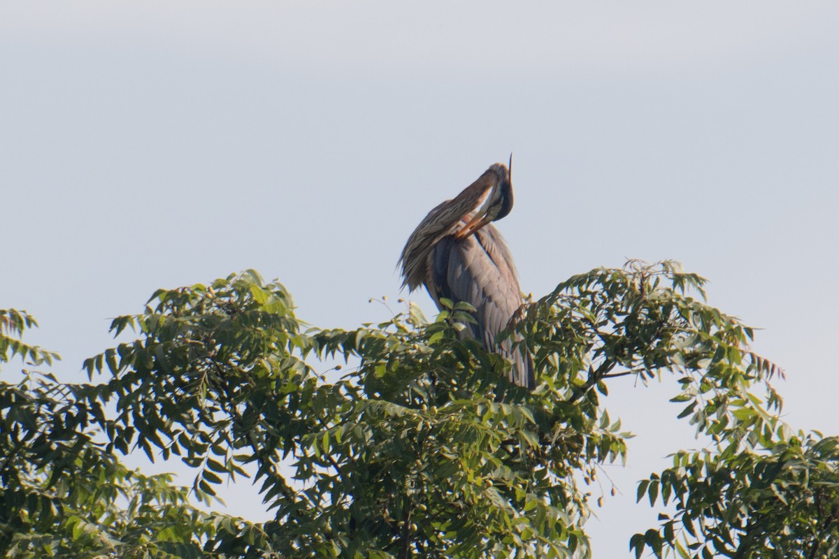 Purple Heron - Ashok Kolluru