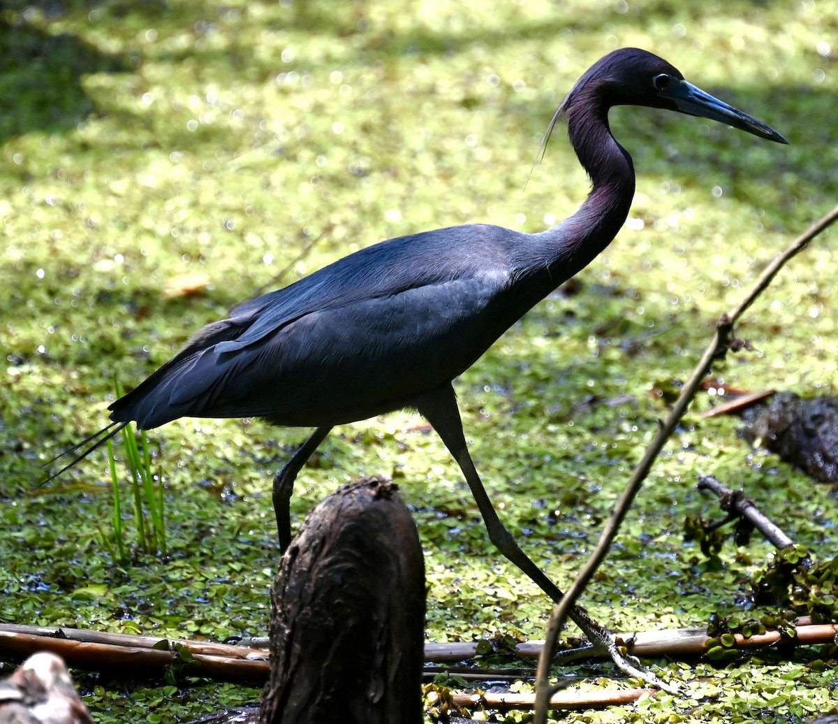 Little Blue Heron - Nancy Blaze