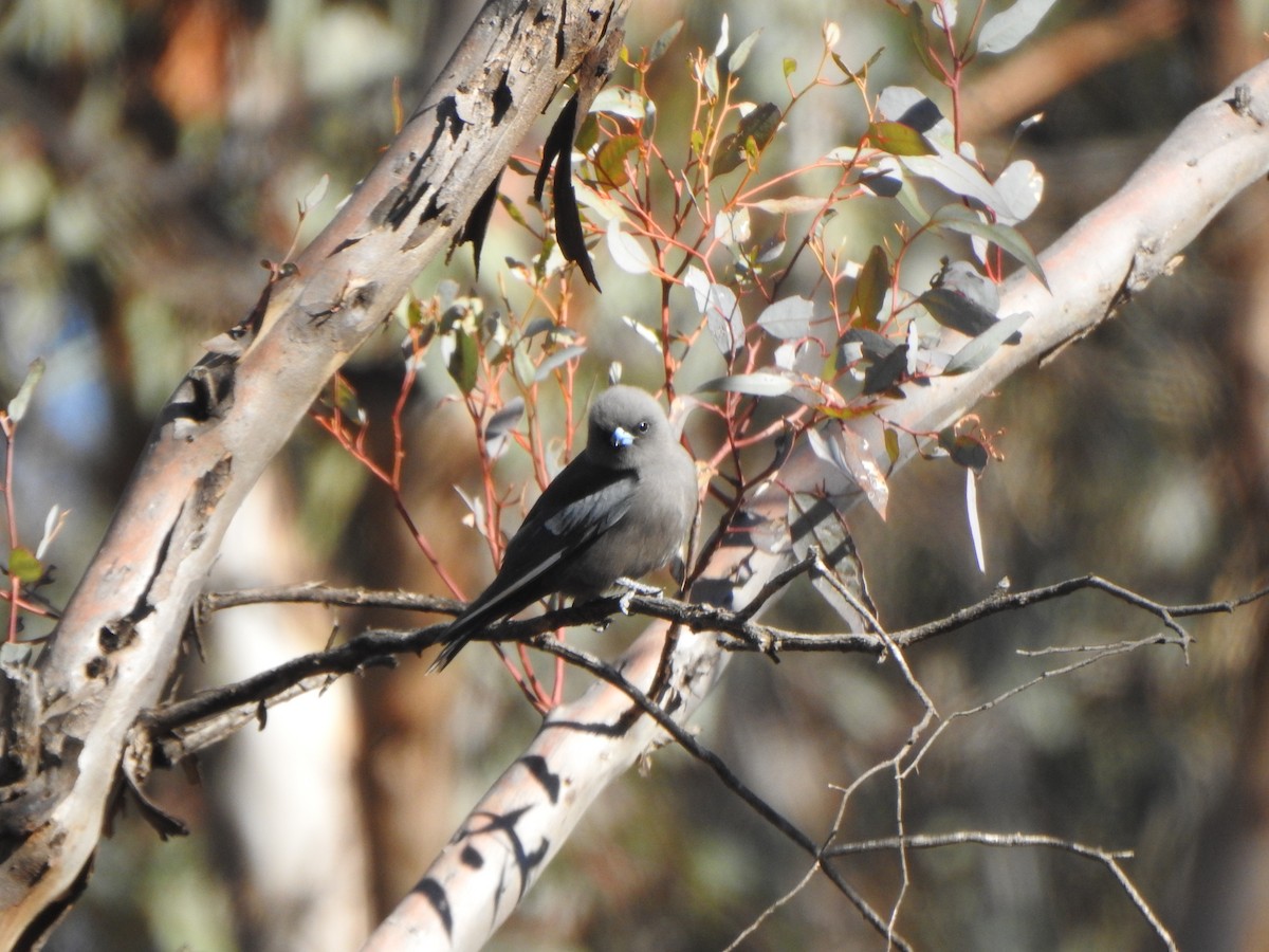 Dusky Woodswallow - Finn Craig-Harding