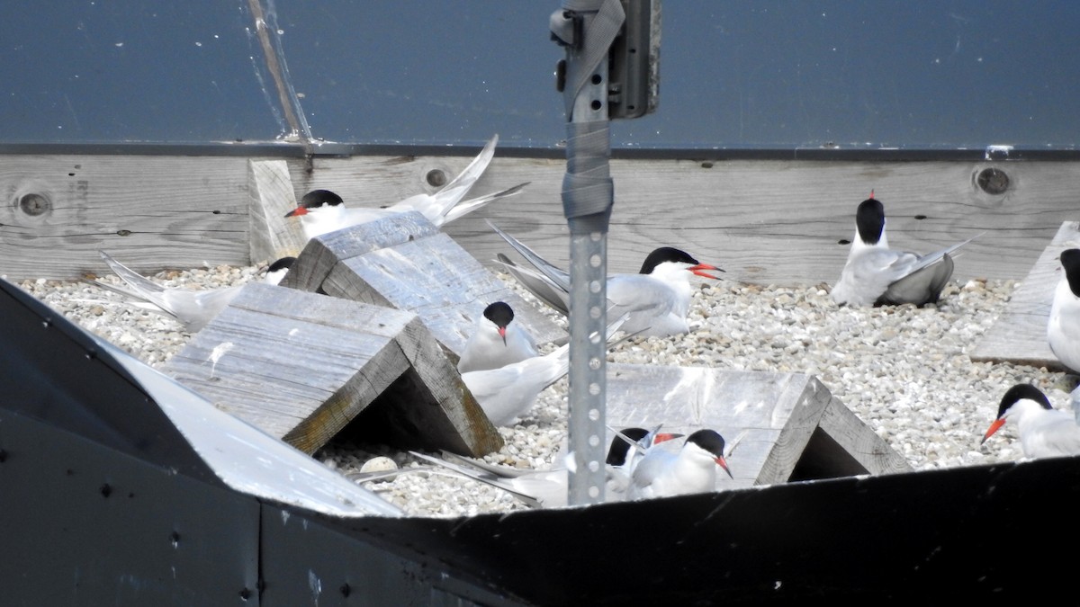 Common Tern - ML619277830