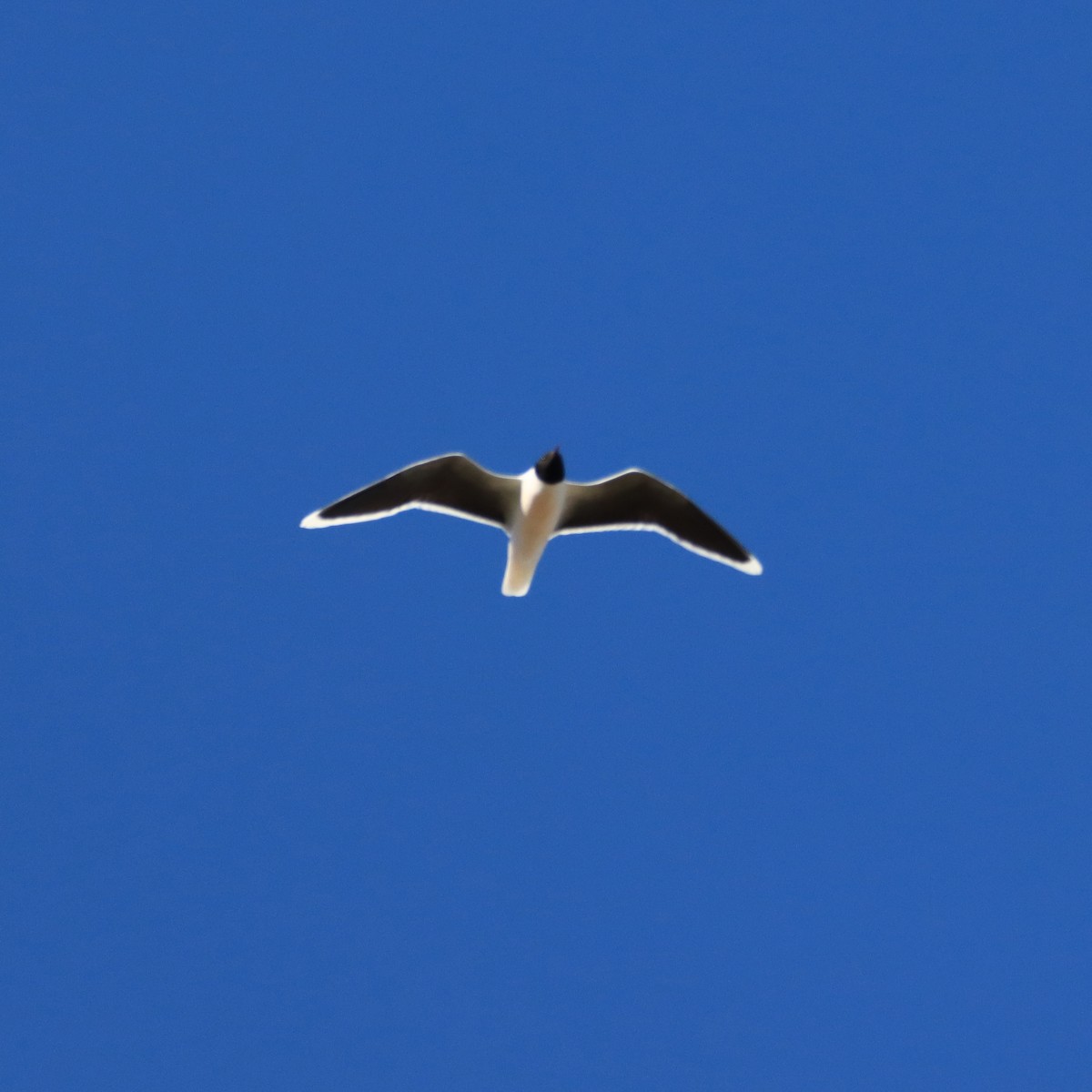 Little Gull - Rego Ostonen