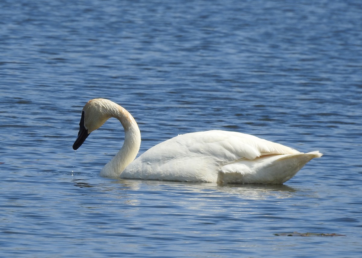 Trumpeter Swan - Max Francioni