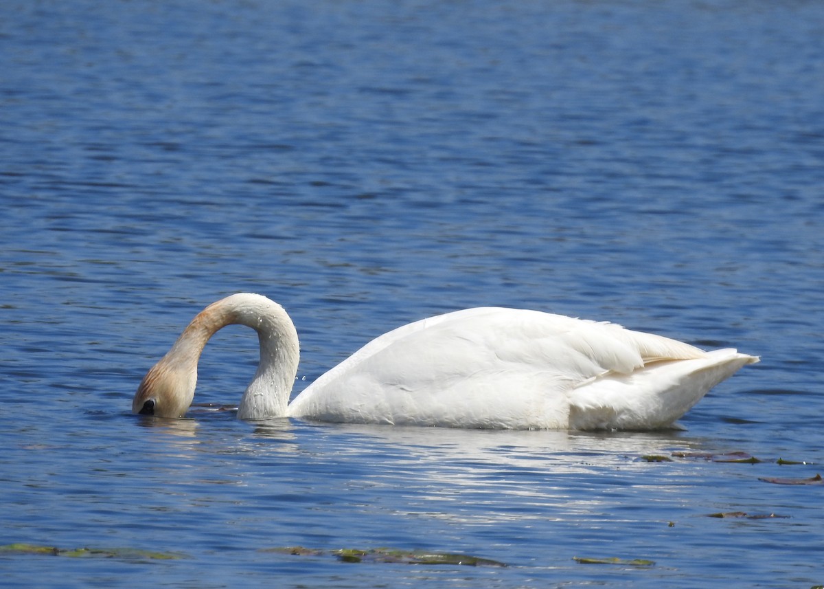 Trumpeter Swan - ML619277860