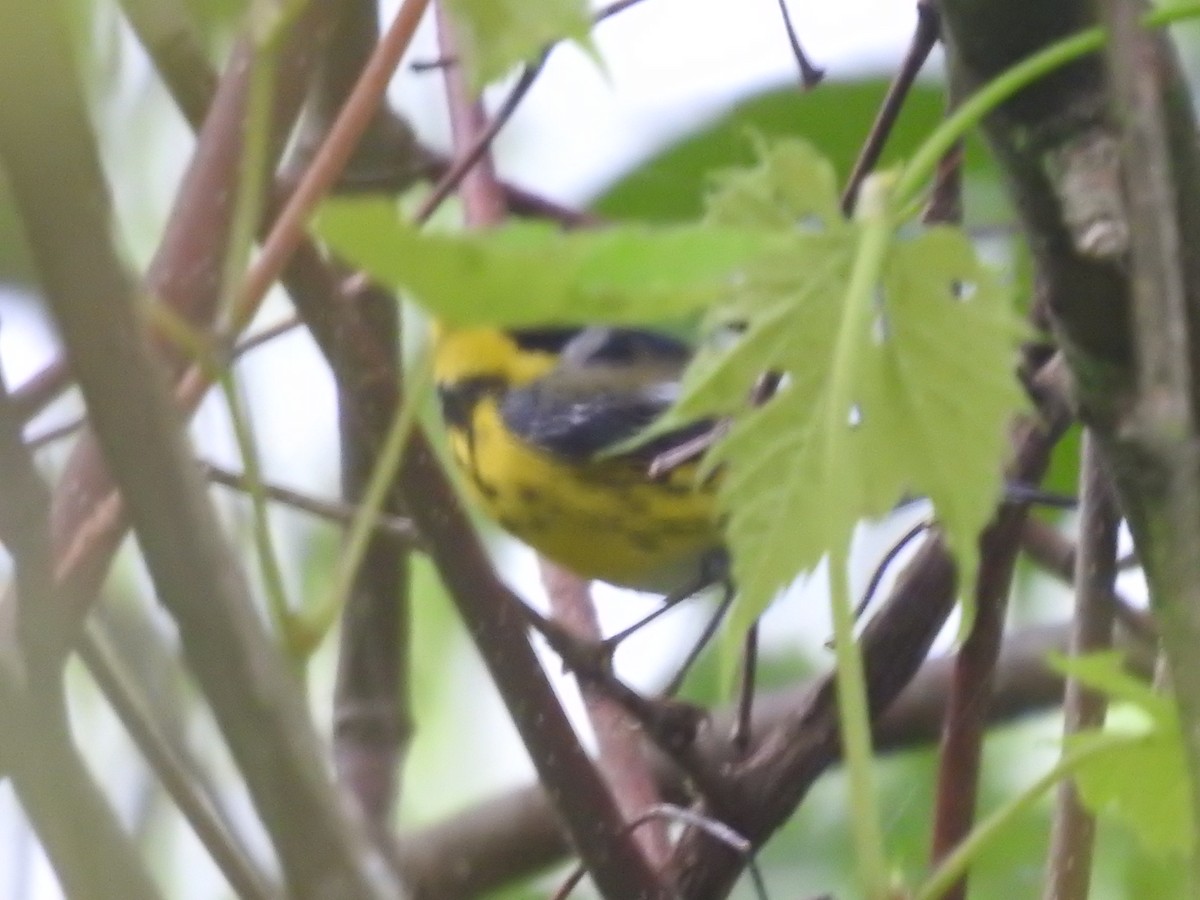 Magnolia Warbler - Isaiah Craft