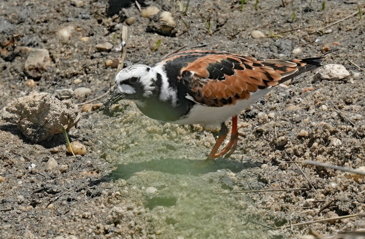 Ruddy Turnstone - John Daniel