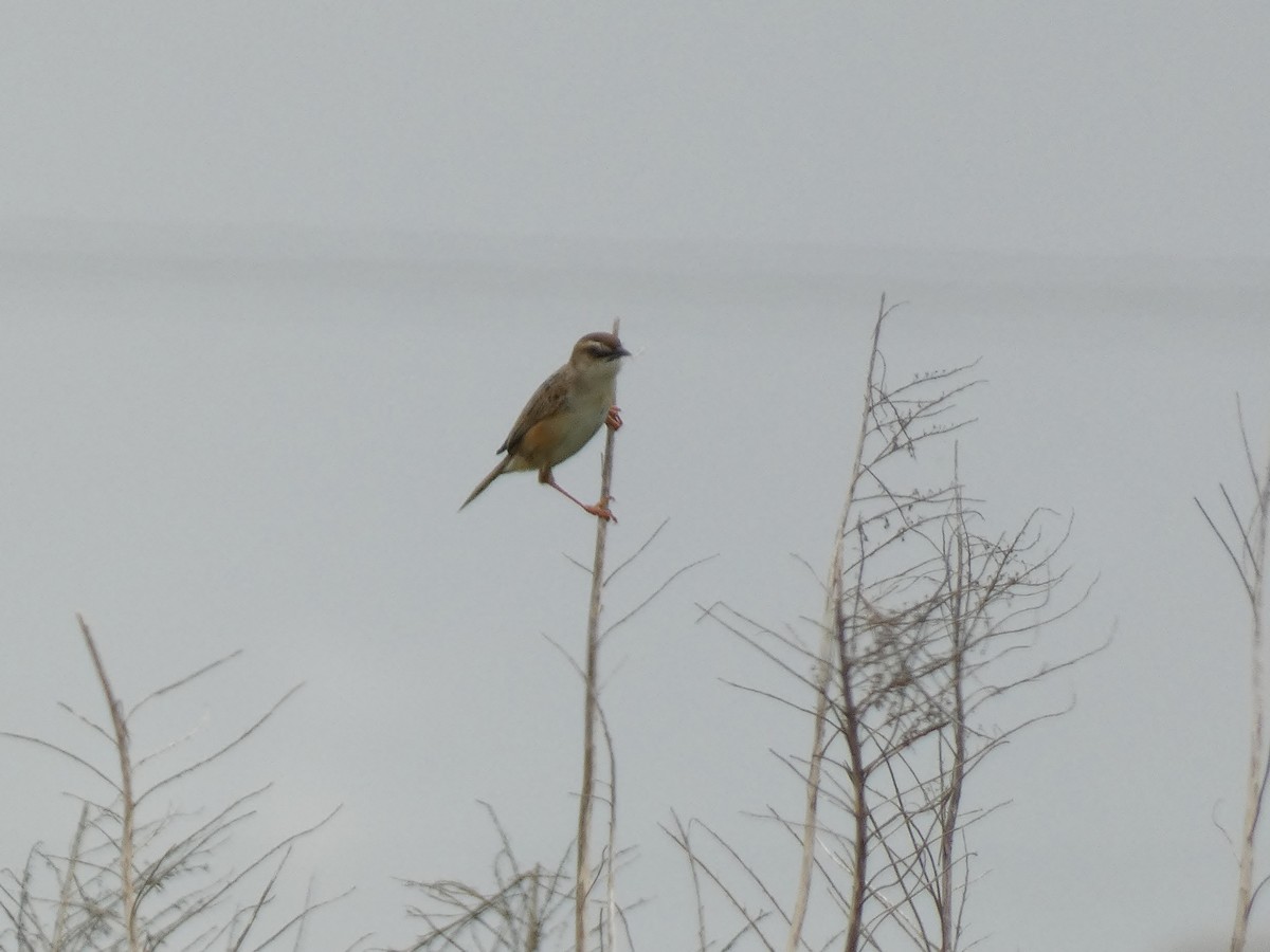 Zitting Cisticola - ryu en