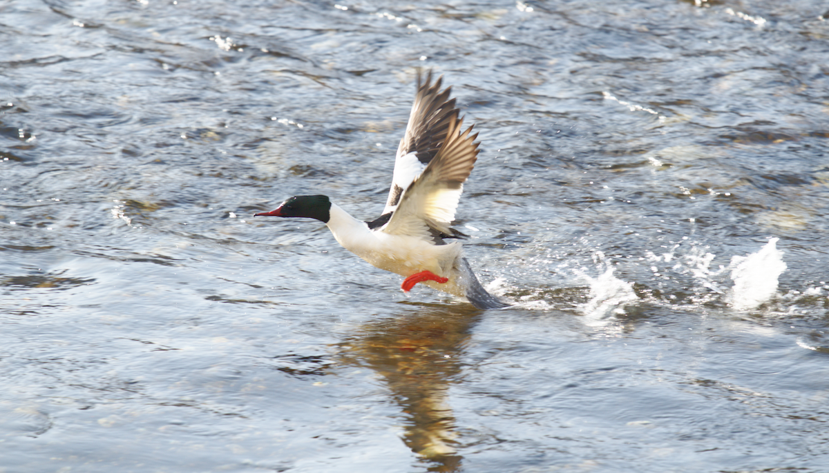 Common Merganser - Kevin Huang