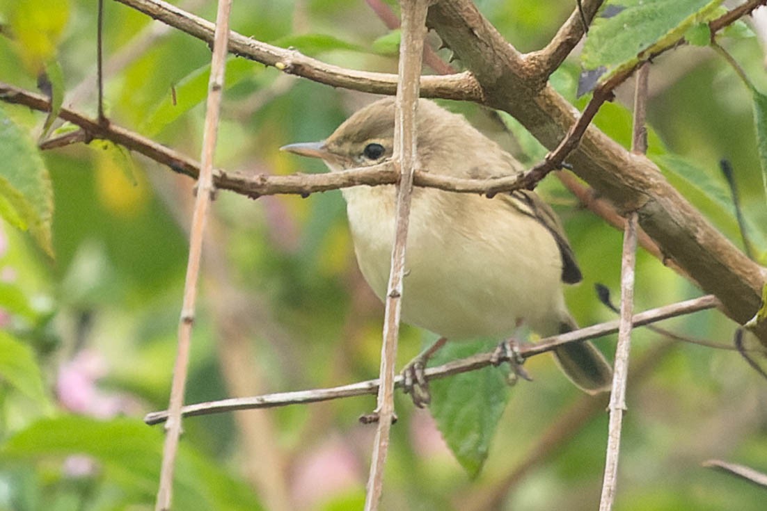 Blyth's Reed Warbler - Zebedee Muller