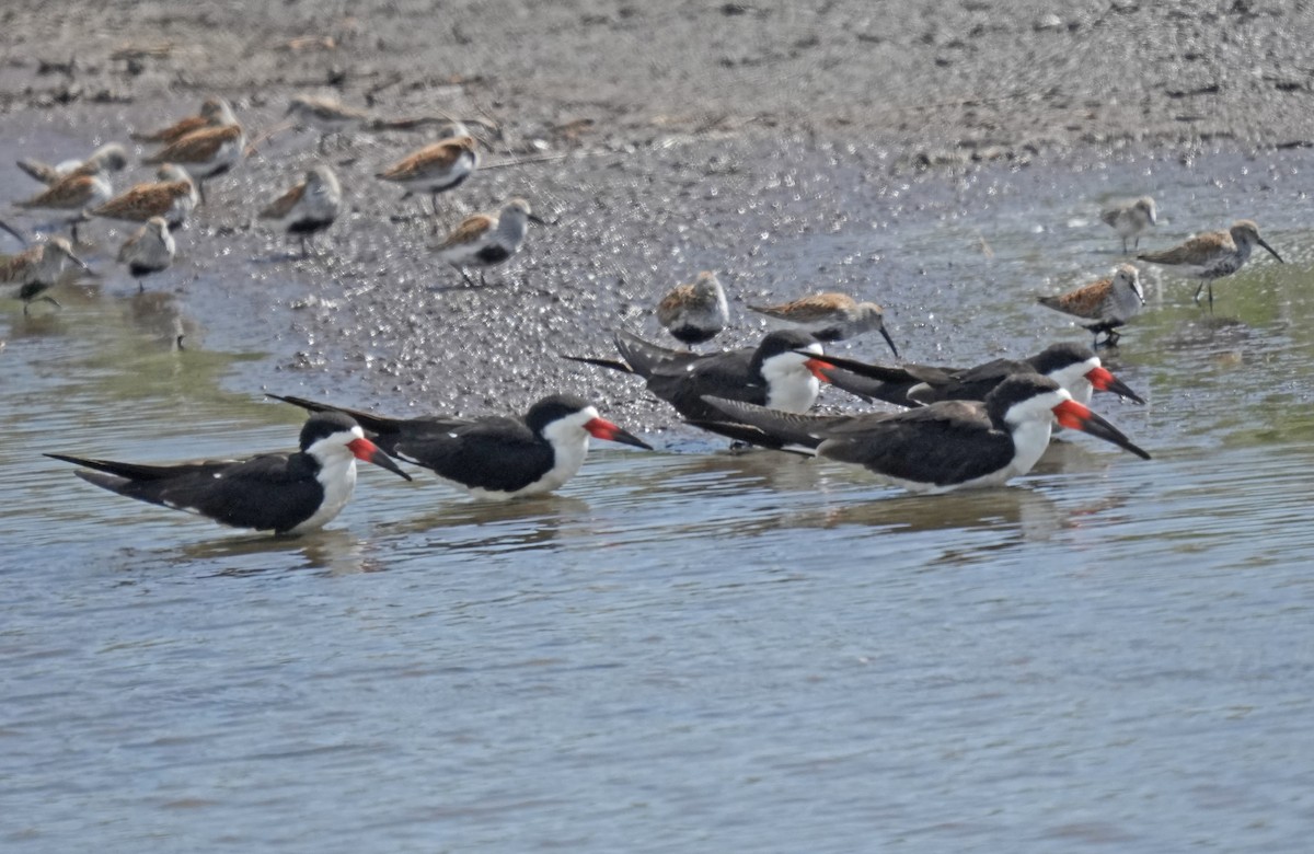 Black Skimmer - John Daniel