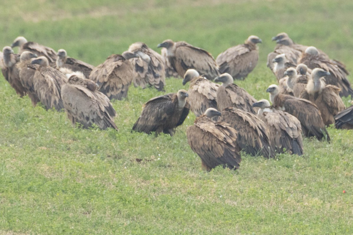 Eurasian Griffon - ML619277920