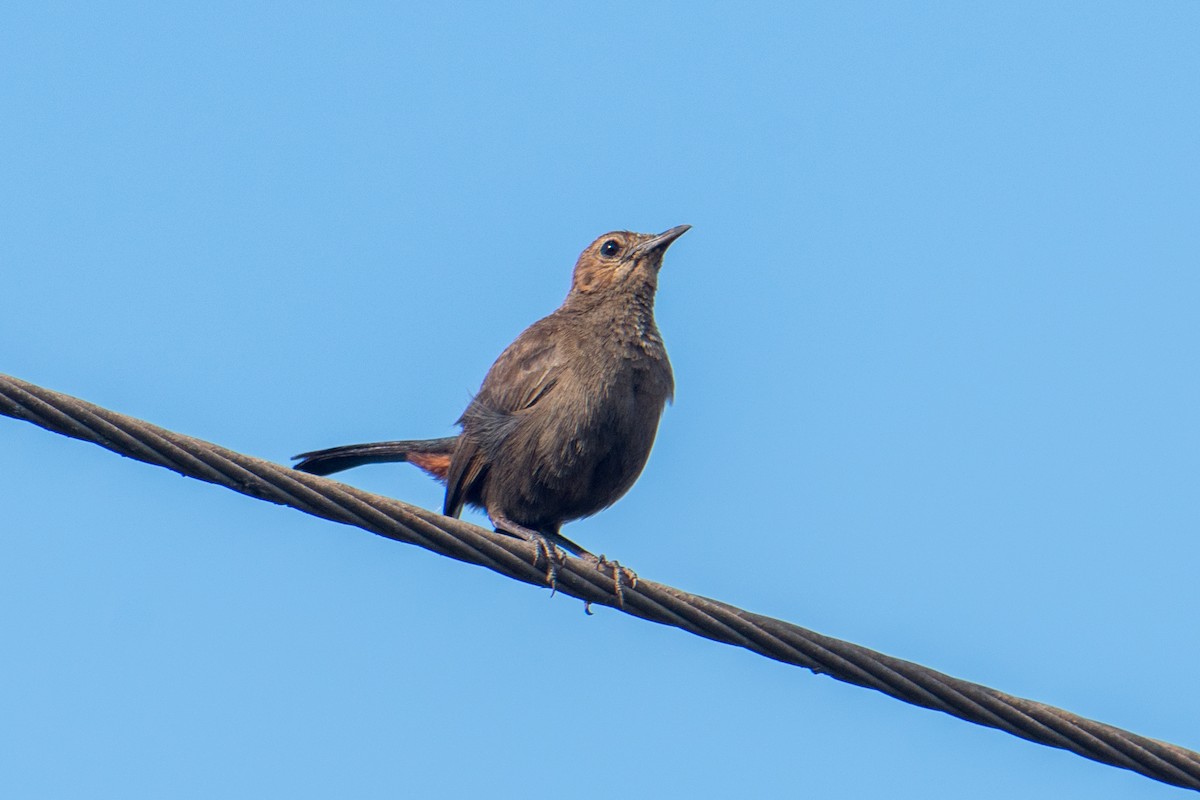 Indian Robin - ML619277927