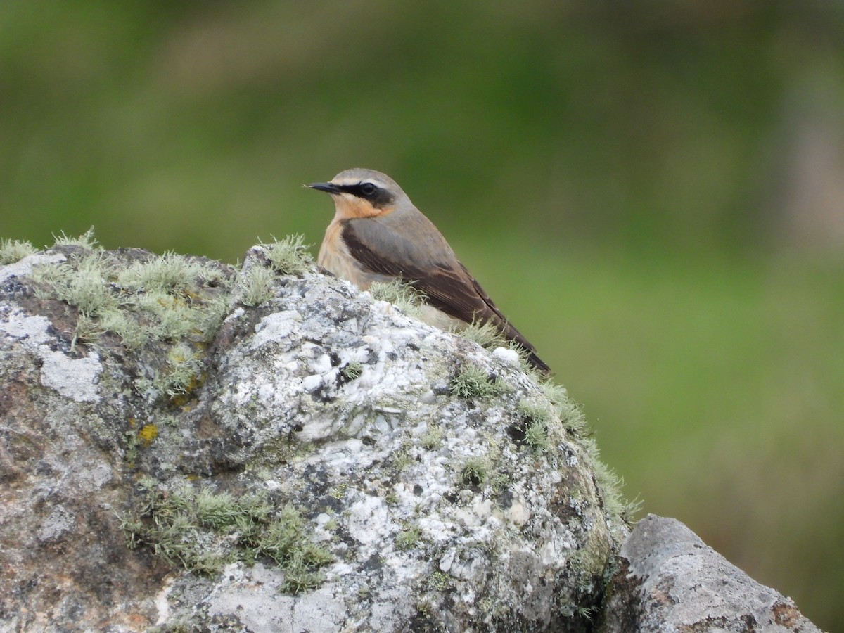 Northern Wheatear - ML619277937