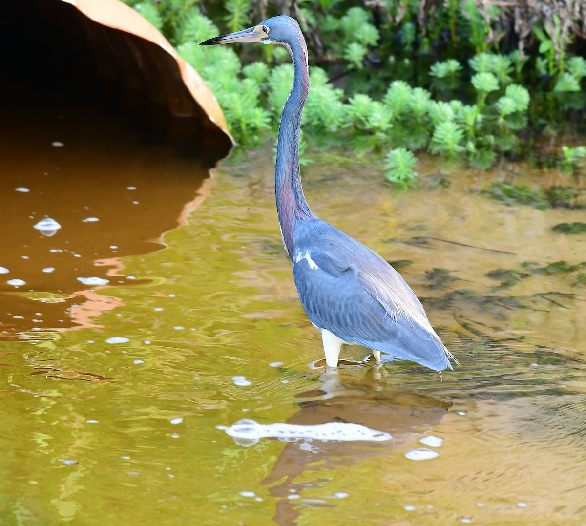 Tricolored Heron - John Wolaver