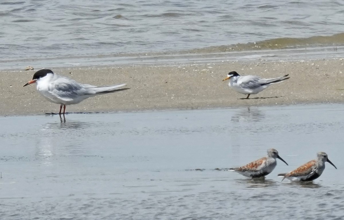 Least Tern - John Daniel