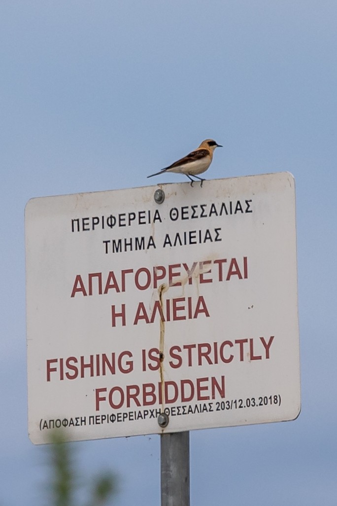 Eastern Black-eared Wheatear - Nikos Mavris