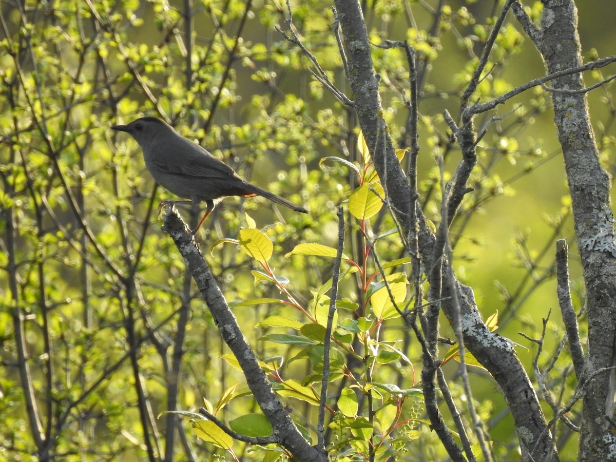 Gray Catbird - Germ Germain