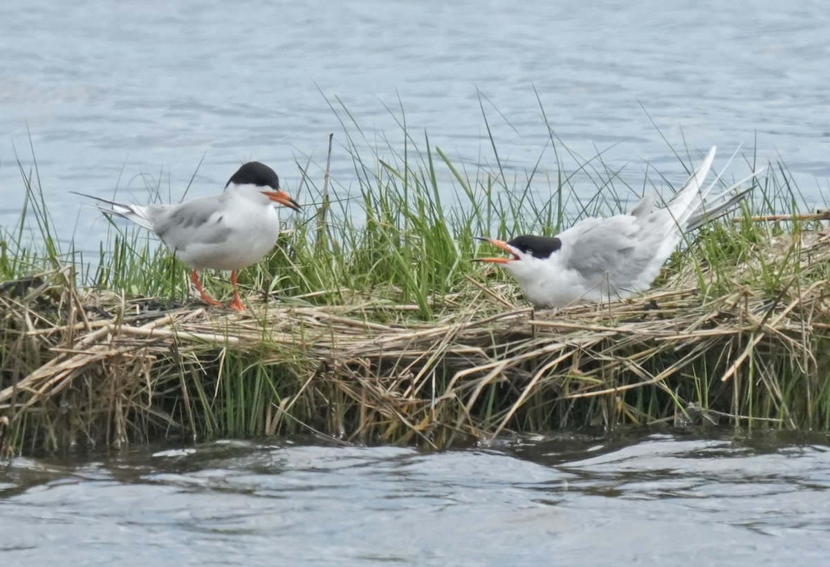 Forster's Tern - John Daniel