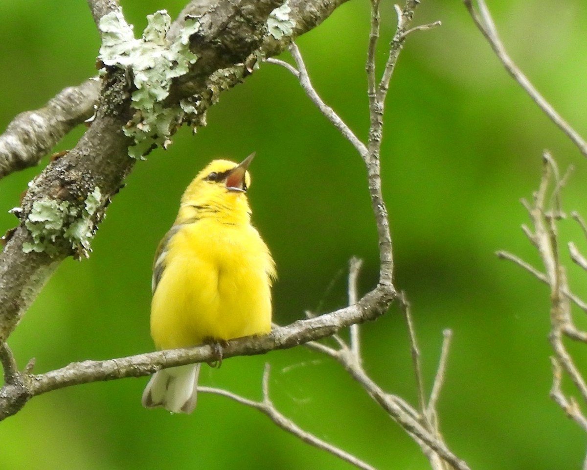 Blue-winged Warbler - Liz Hillyer