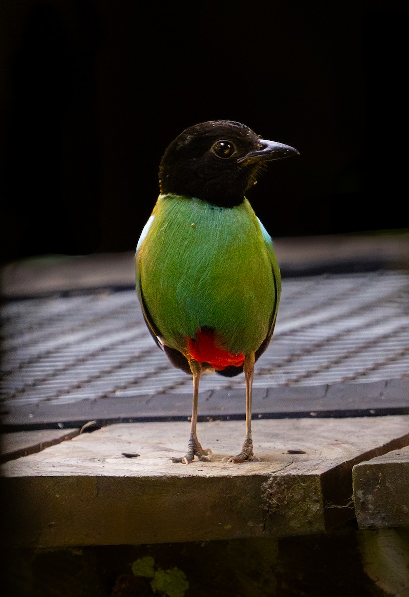 Western Hooded Pitta (Sunda) - Richard Edden