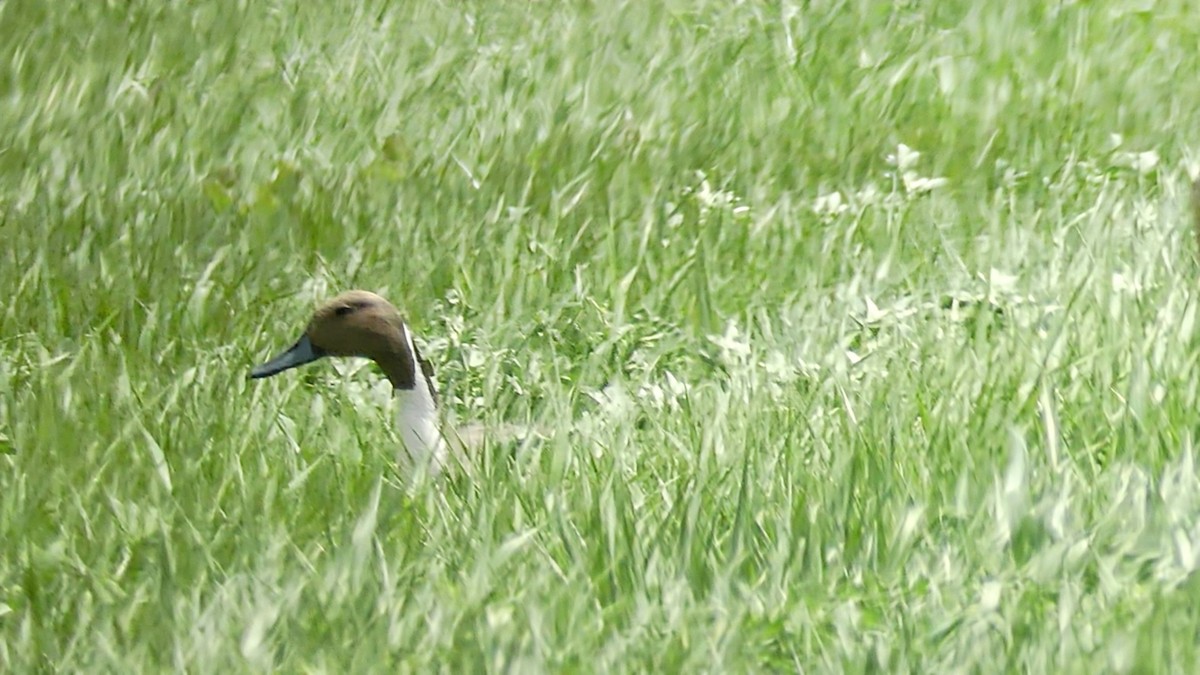 Northern Pintail - Evan Peterson