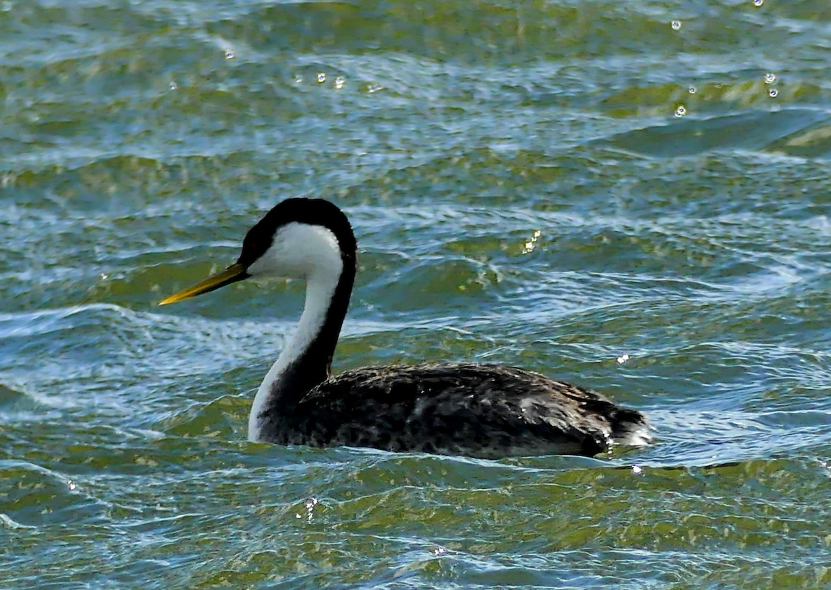 Western Grebe - ML619277994