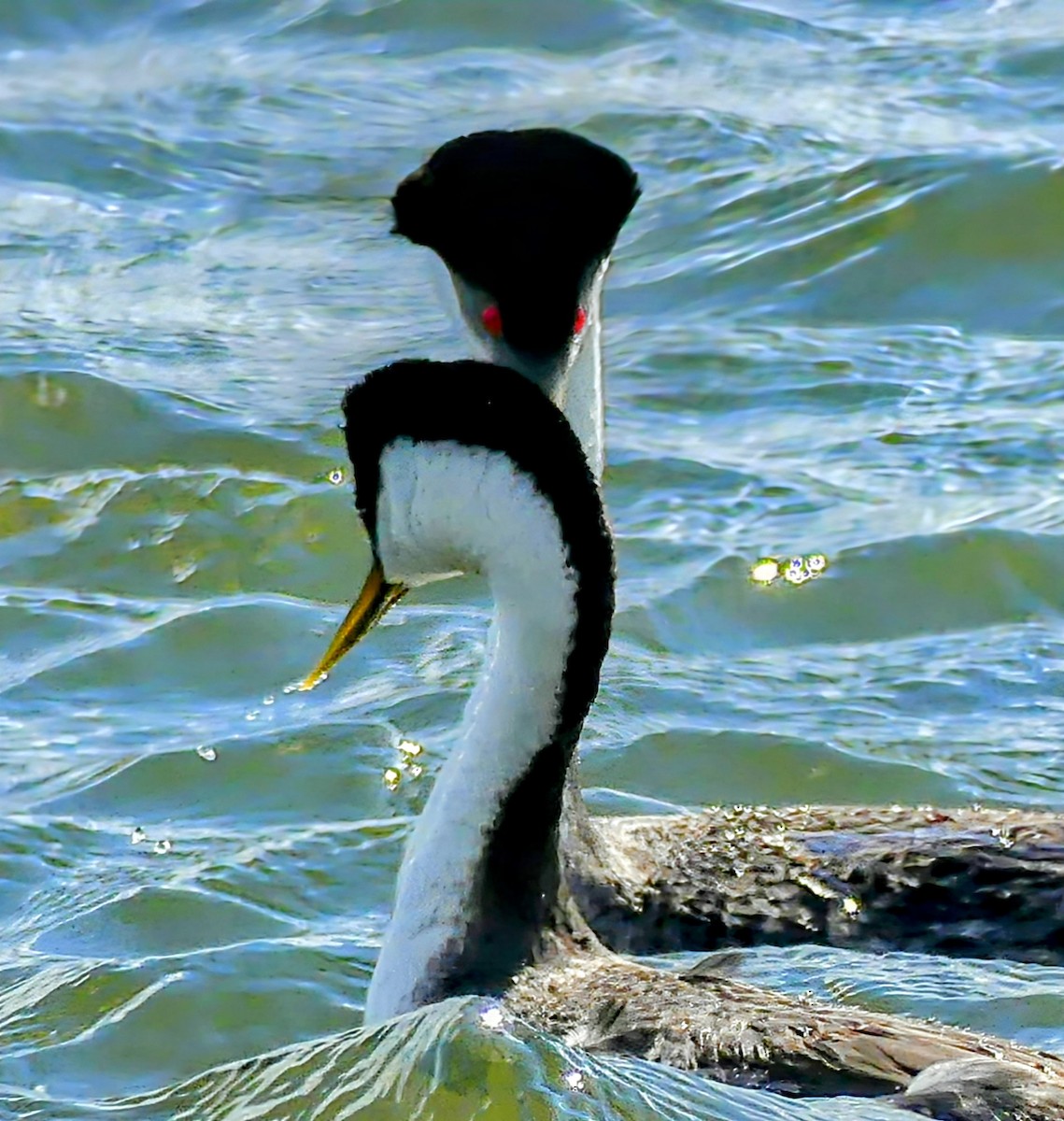 Western Grebe - ML619277995