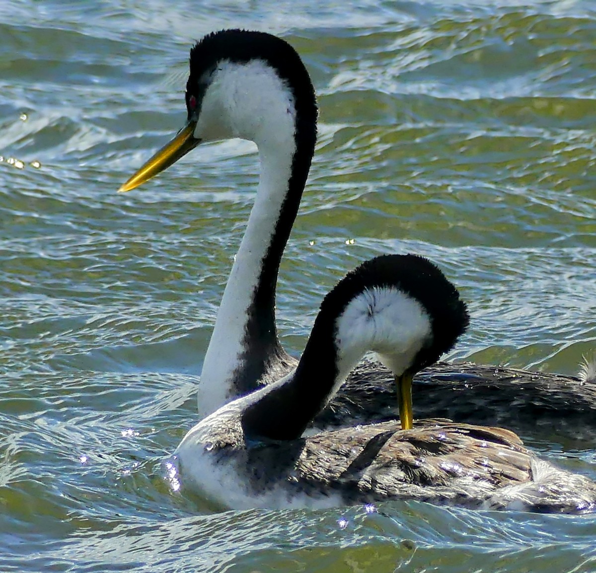 Western Grebe - ML619277997