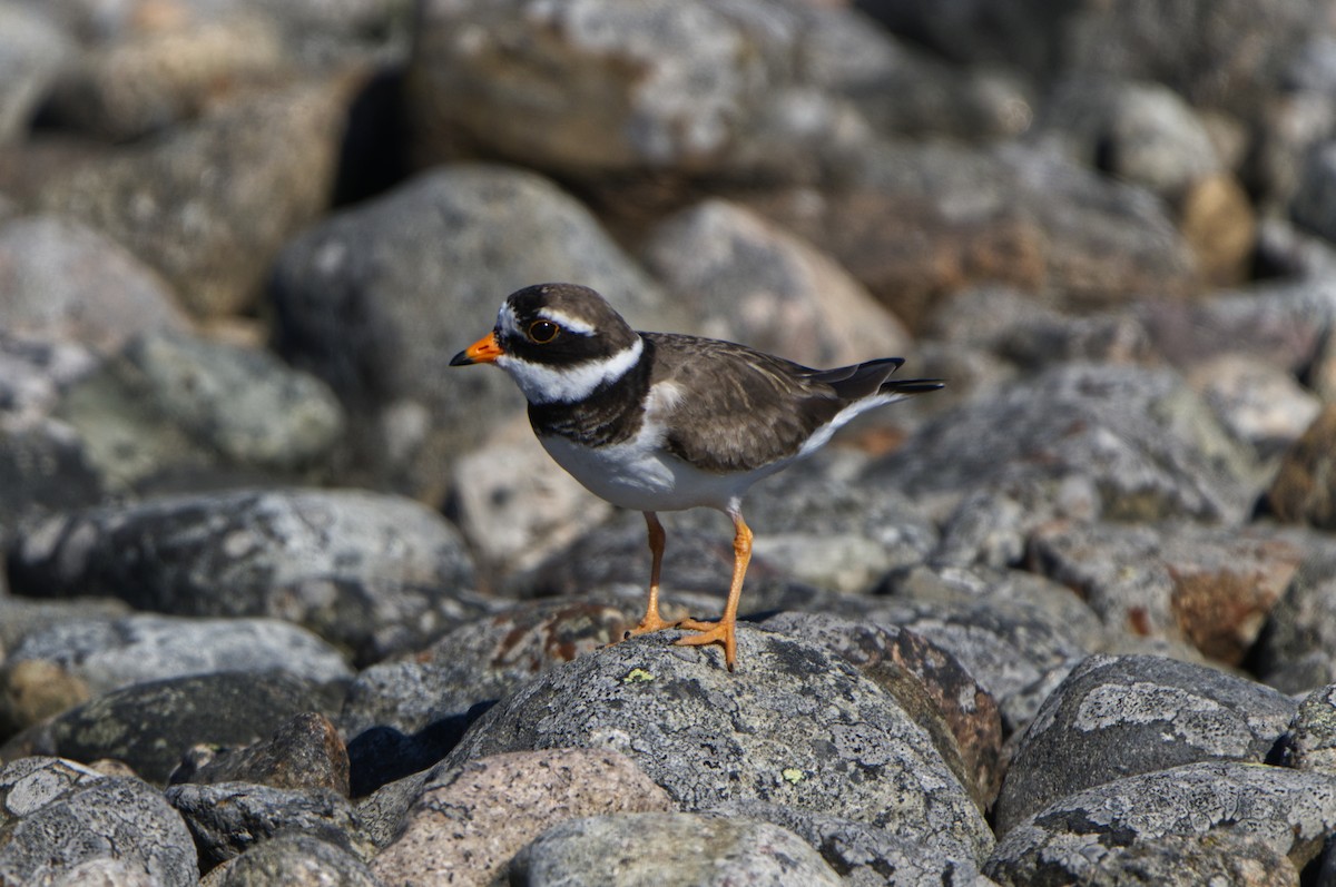 Common Ringed Plover - Michael Matschiner