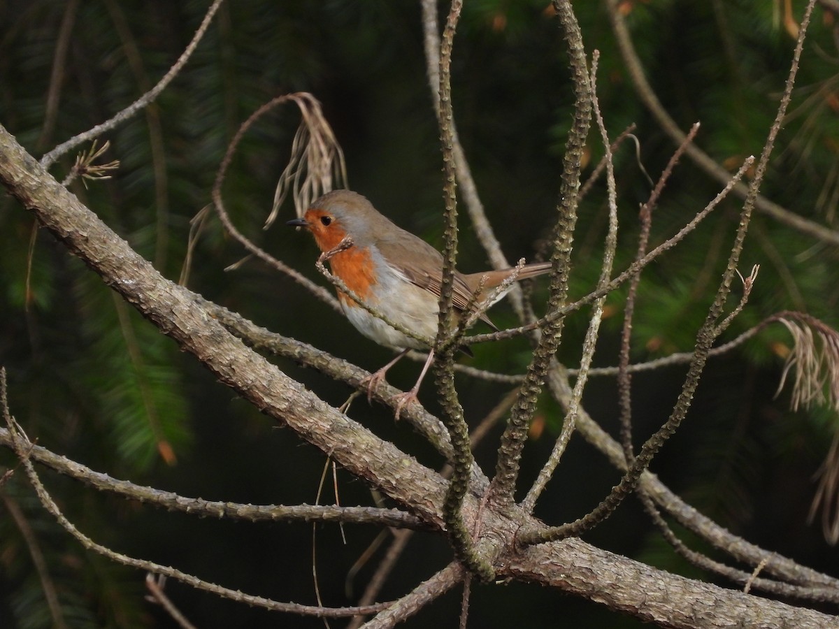 European Robin - Juan carlos Grandal doce