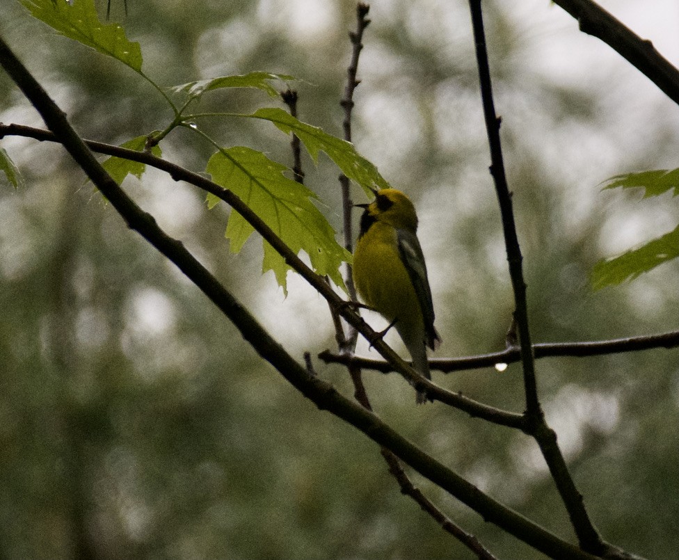 Goldflügel- x Blauflügel-Waldsänger (F2-Hybrid) - ML619278025