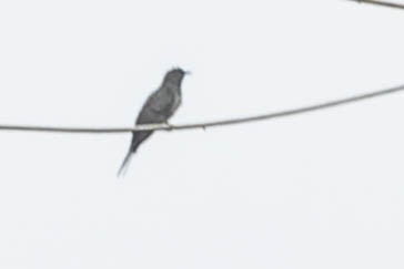 Gray-bellied Cuckoo - Zebedee Muller
