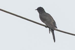 Gray-bellied Cuckoo - Zebedee Muller