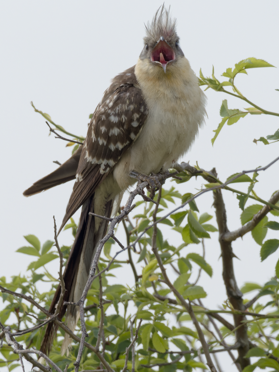 Great Spotted Cuckoo - Juan Parra Caceres