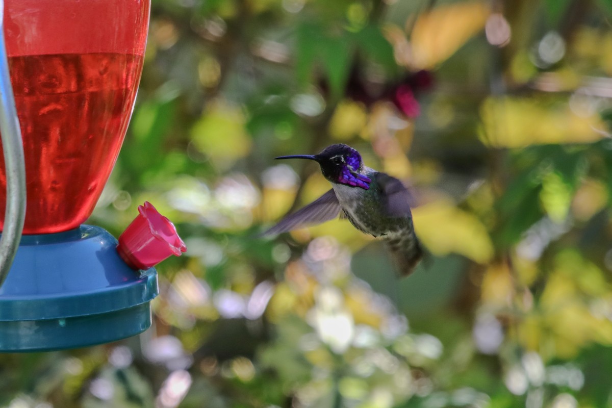 Costa's Hummingbird - Mark Byrne