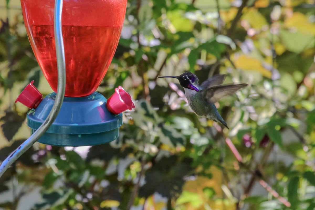 Costa's Hummingbird - Mark Byrne