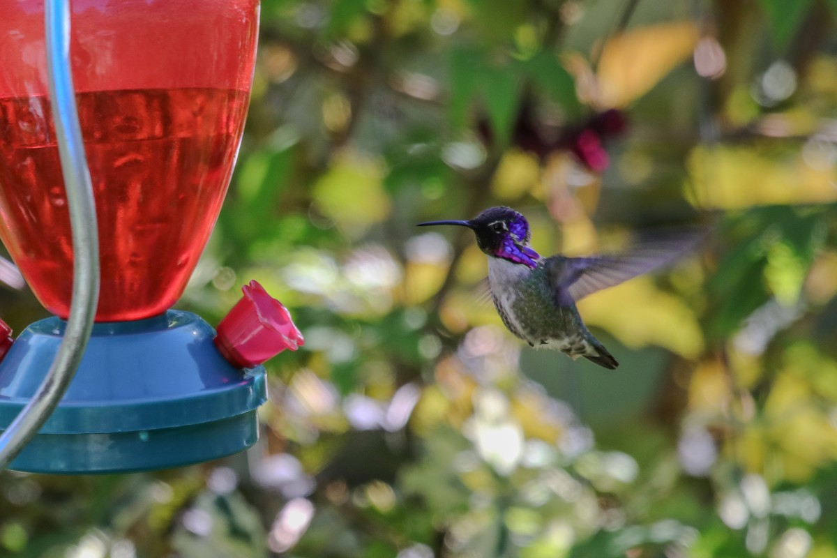 Costa's Hummingbird - Mark Byrne