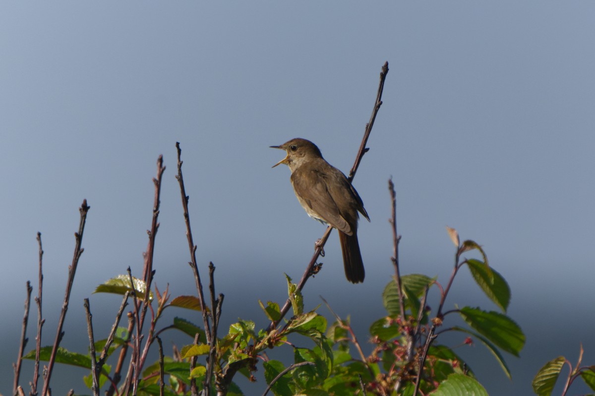 Thrush Nightingale - Michael Matschiner