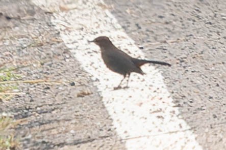 Indian Robin - Zebedee Muller