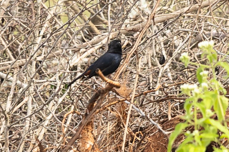 Indian Robin - Zebedee Muller