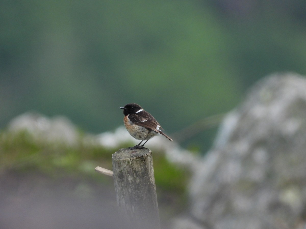 European Stonechat - Juan carlos Grandal doce