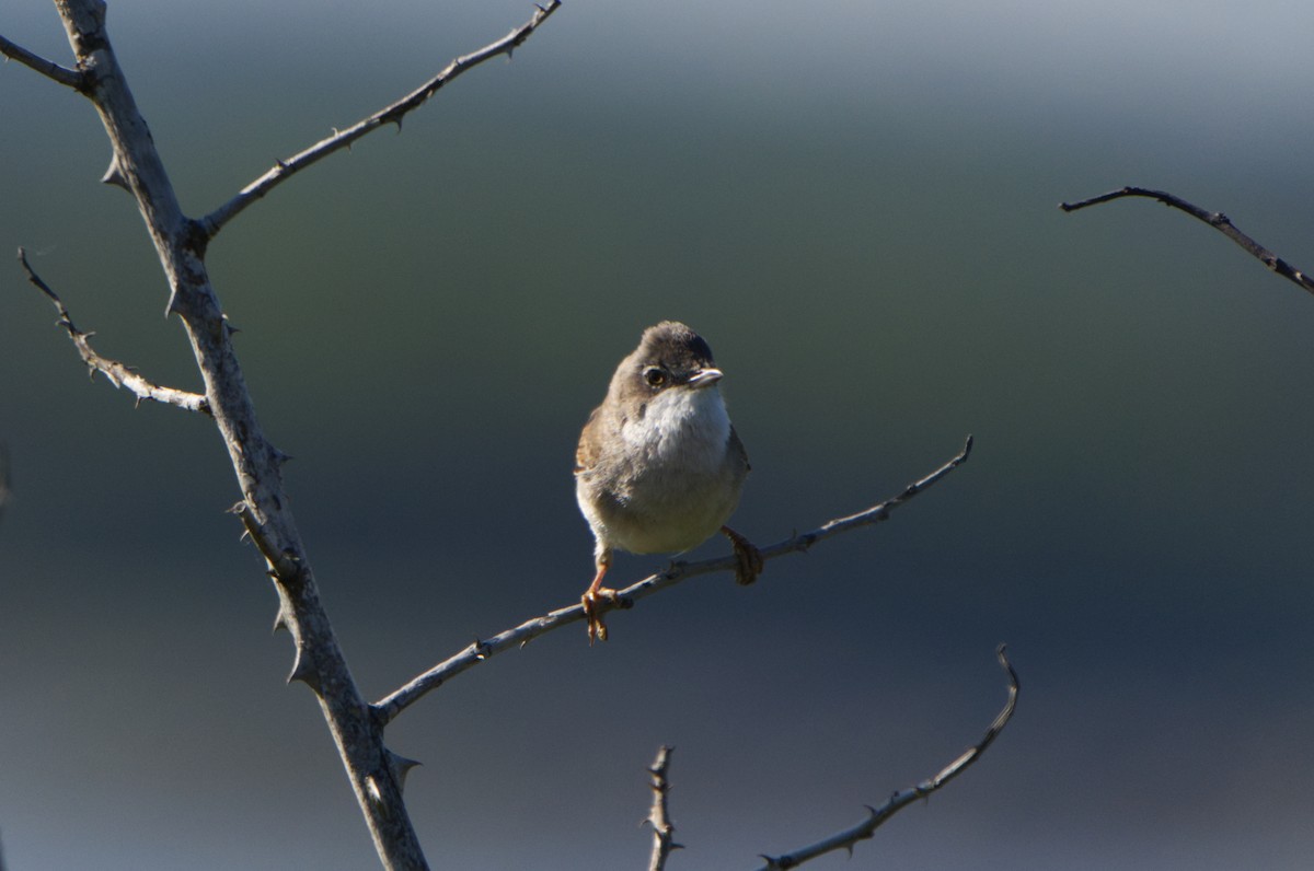 Greater Whitethroat - Michael Matschiner