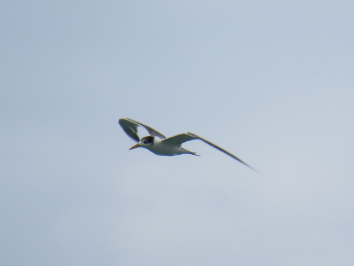 Great Crested Tern - Bosco Chan