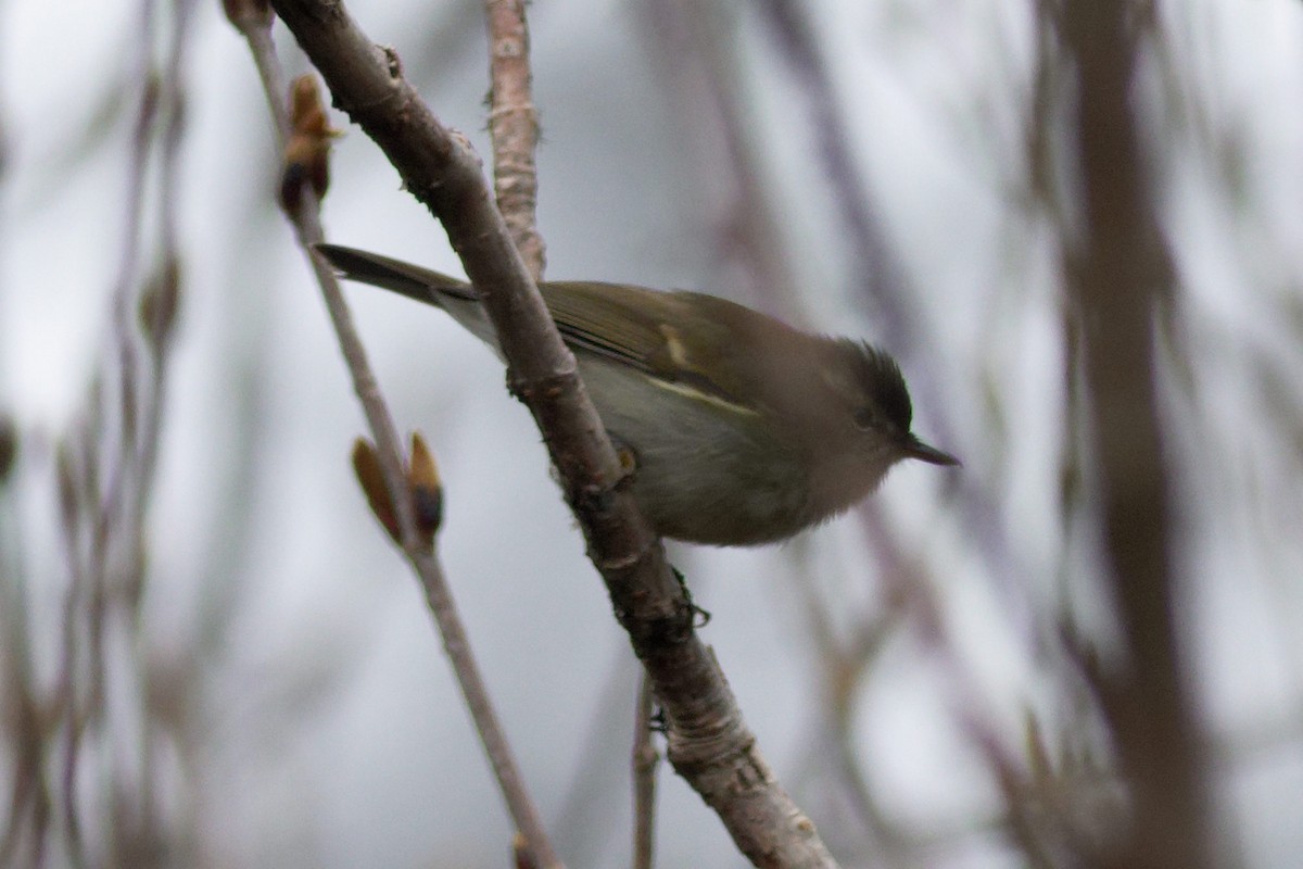Buff-barred Warbler - Able Lawrence